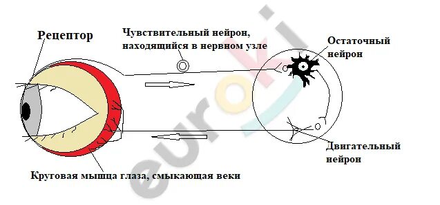 Получение мигательного рефлекса. Рефлекторная дуга мигательного рефлекса. Схема рефлекторной дуги мигательного рефлекса. Рис 21 схема рефлекторной дуги мигательного рефлекса. Элементы рефлекторной дуги мигательного рефлекса.