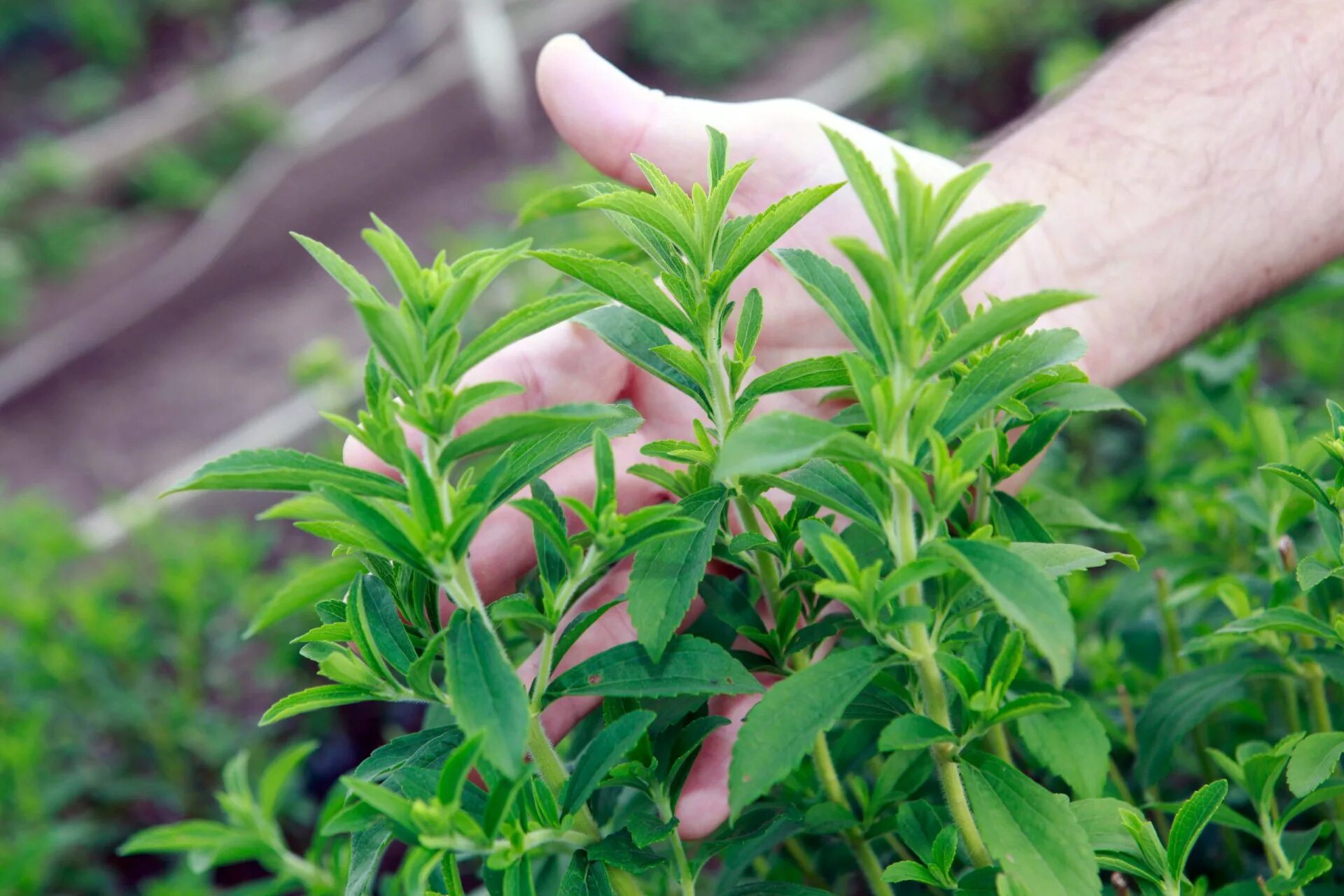 Stevia rebaudiana. Стевия растение. Стевия куст. Стевия медовая.