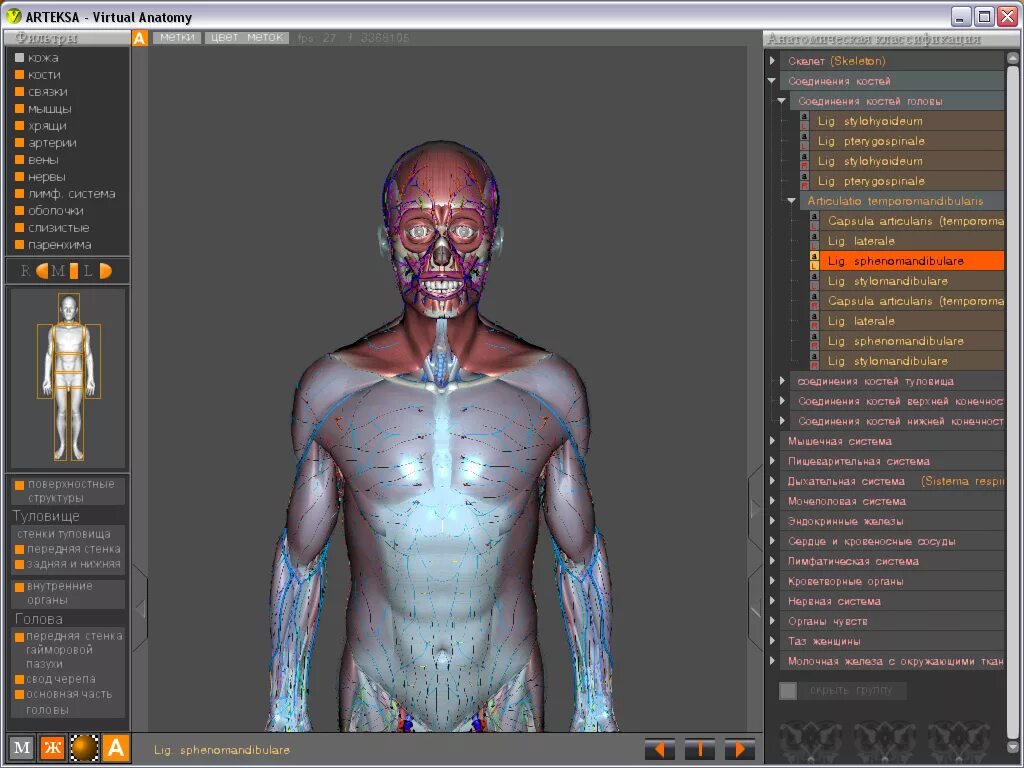 Приложение для данных человека. Виртуальная анатомия 4.0. Программа анатомия человека 3d. Программы для анатомии.
