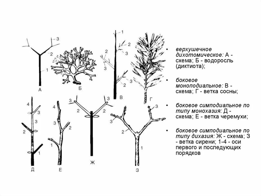 Дихотомическое и симподиальное ветвление. Моноподиальное ветвление сосны. Ветвление побегов. Ветвление побегов моноподиальное симподиальное дихотомическое.