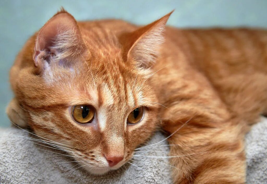 Рыжие породистые коты. Европейская короткошерстная табби рыжий. Европейская гладкошерстная кошка рыжая. Европейский короткошерстный кот рыжий. Европейский короткошерстный Крысолов рыжий.