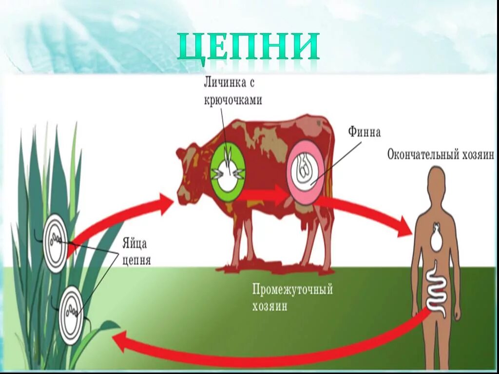 Ленточные жизненный цикл. Бычий цепень цикл развития 7 класс. Цикл развития бычьего цепня биология 7. Цикл развития бычьего цепня схема. Схема развития бычьего цепня.