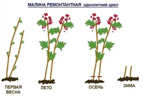 Когда вырезать малину осенью