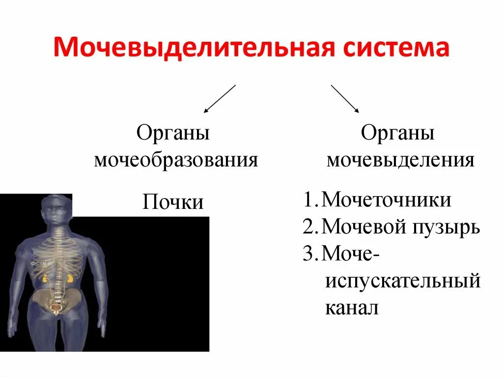 Органы мочеобразования. Мочевыделительная система человека. Мочевыделительная система органы мочеобразования. Органы мочеобразования функции.