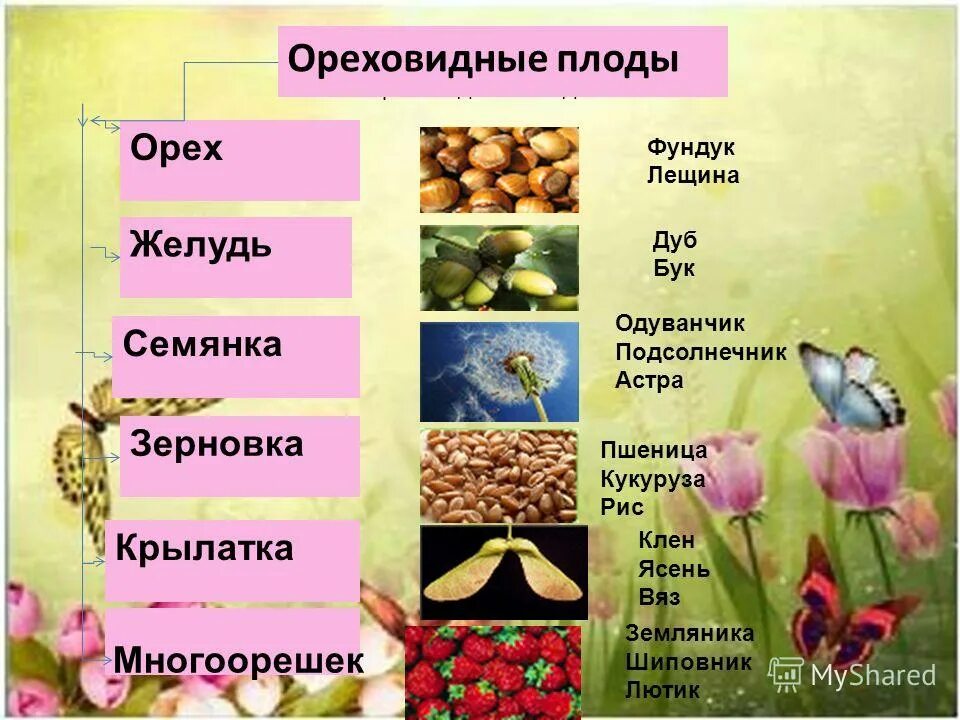строение плода ореховидных. ореховидный плод это в биологии. ореховидные плоды крылатка. желудь многосемянный или односемянный. ореховидные плоды семянка.