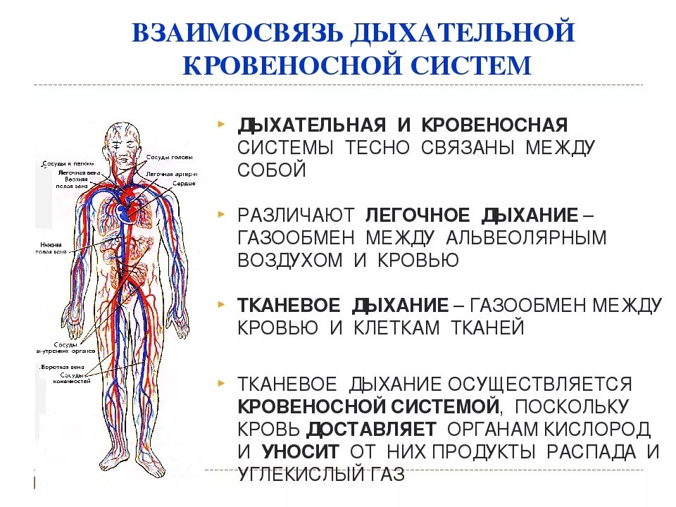 Связь органов человека. Кровеносная система: функции, органы кровеносной системы. Кровеносная система функции кратко. Кровеносная система и дыхательная система человека. Какая взаимосвязь между дыхательной и кровеносной системой.