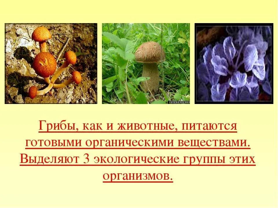Роль грибов в жизни человека. Роль грибов 5 класс биология. Какова роль грибов в природе. Значение грибов. Роль грибов и бактерий.