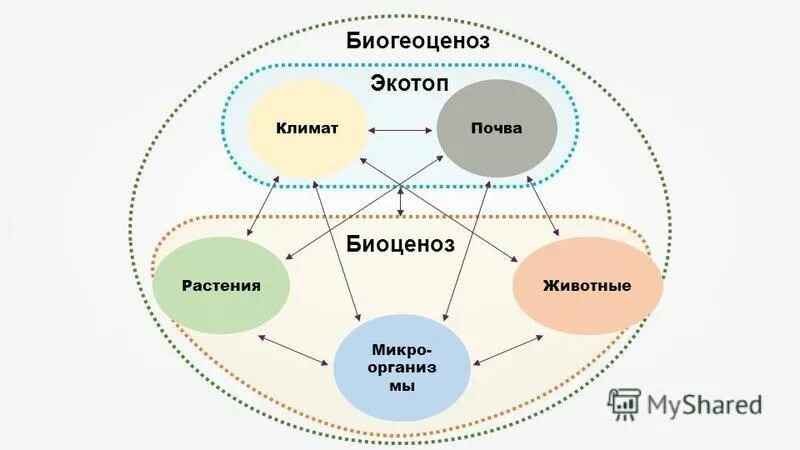 Устойчивость и развитие биоценозов. Состав биосистемы. Биогеоценоз схема пример. Последовательностьбиологических чистем. Последовательность биологических систем биоценоз.