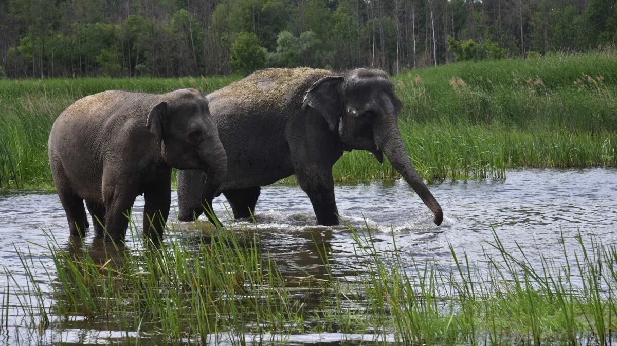 Растения и животные реки Усманки. Слон река. Обитатели реки Усманка. Азиатский слон.