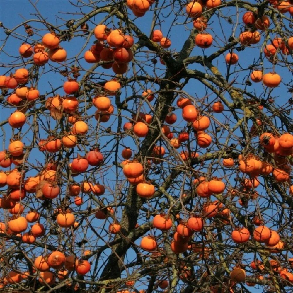 Хурма мушмуловидная. Хурма дерево. Хурма Кавказская. Хурма Diospyros. Карликовая хурма