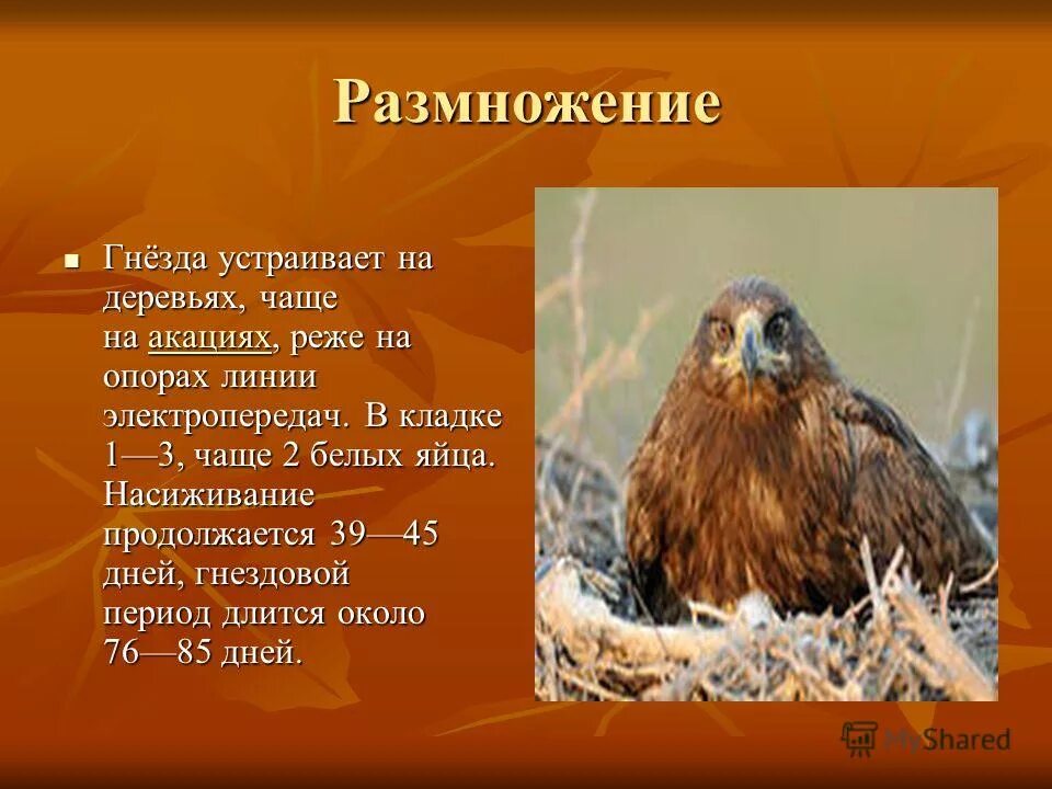 Текст про орла. Степной Орел 4 класс. Степной Орел доклад. Степной Орел презентация. Факты о Степном Орле.