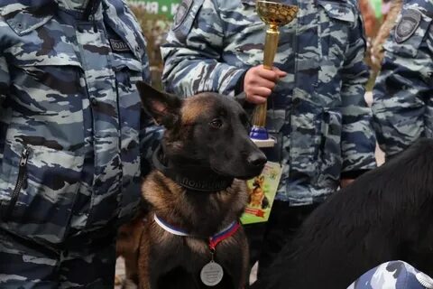 Собаки в хабаровске