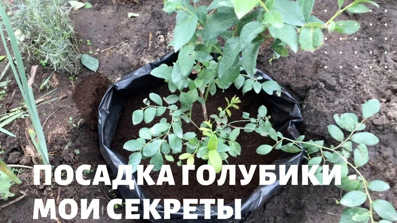 Как сажать голубику садовую летом. Голубика садовая посадка. посадочная яма для голубики. правильная посадка голубики. сажаем голубику.