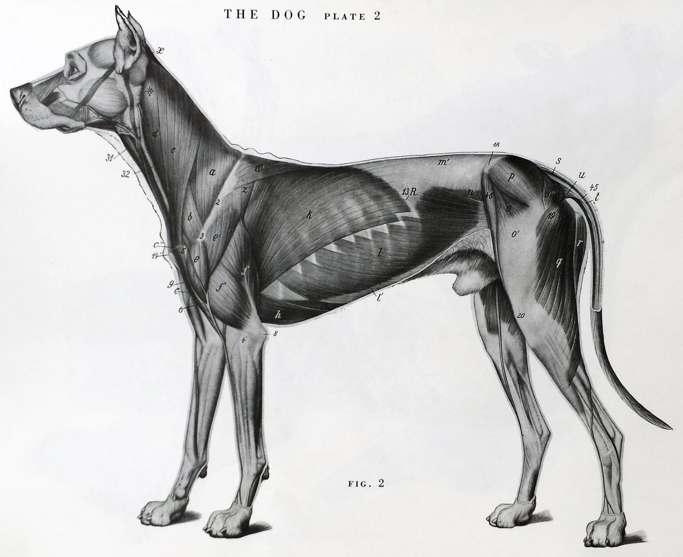 Доберман референс анатомия. Анатомическое строение добермана. Анатомия собаки скелет Доберман. Строение скелета псовых.