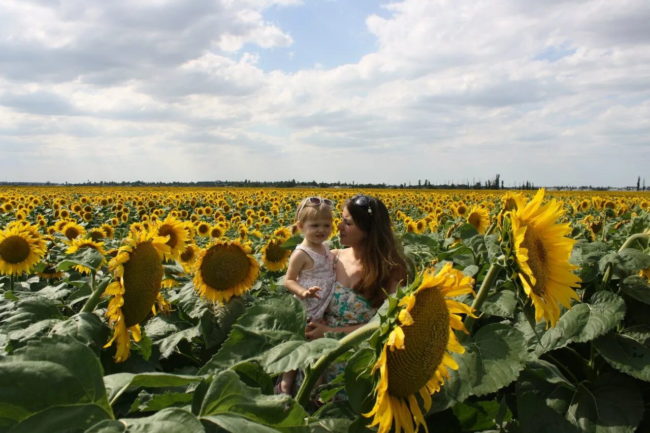 Helianthus hybrid lemon. Гелиантус винсент. Когда цвели подсолнухи подсолнухи цвели. Подсолнечник однолетний. Когда цвели подсолнухи подсолнухи цвели.