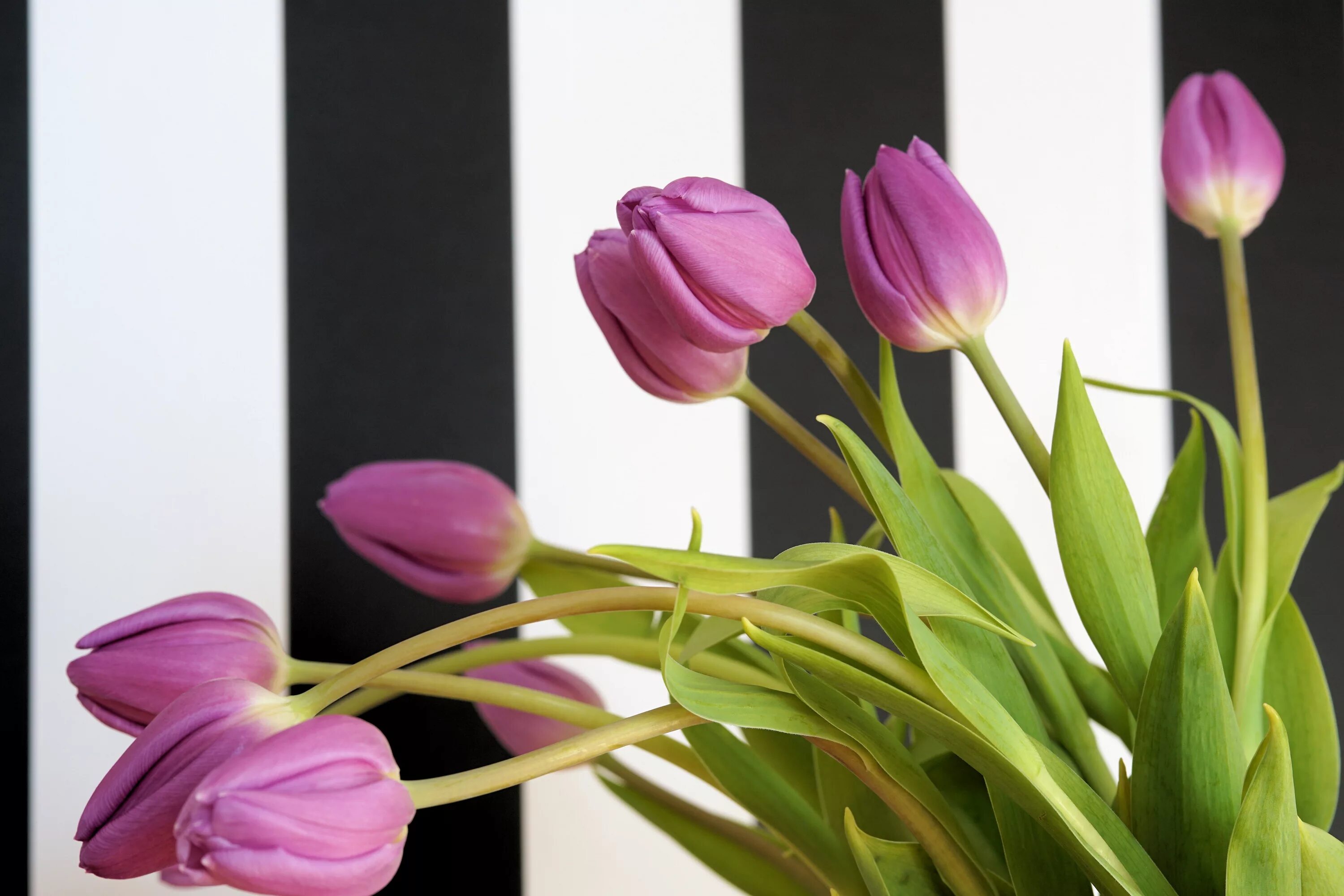 Какого цвета подарить тюльпаны. Blooming tulip м+. весенний букет hd. флористика тюльпаны.