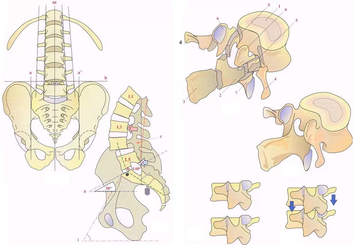 Пояснично-крестцовый отдел позвоночника строение. Строение поясничного отдела позвоночника. Анатомия l5 позвонка. Крестец 5 позвонков.