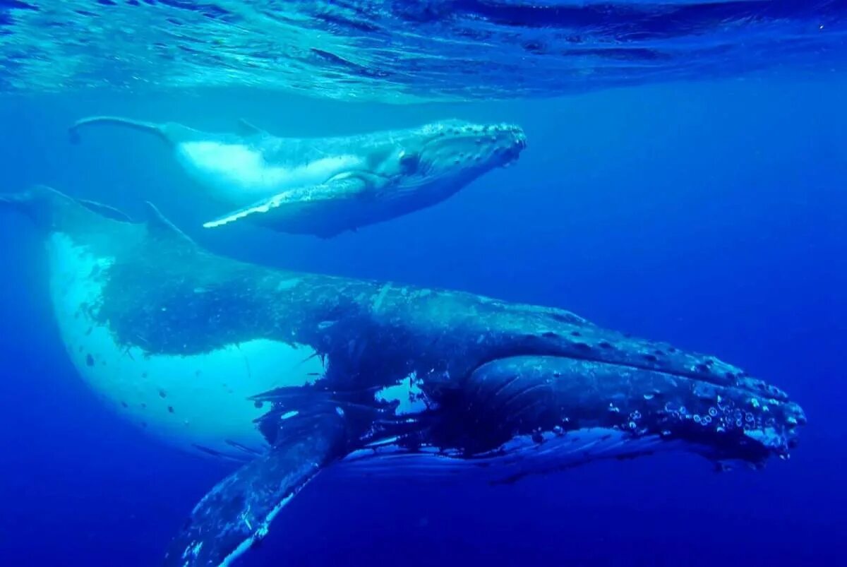 Кит Горбач. Синий кит Горбач. Горбатый кит Атлантического океана. Голубой кит Balaenoptera musculus.