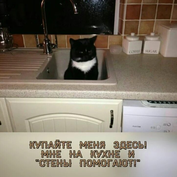 У кого нет кота