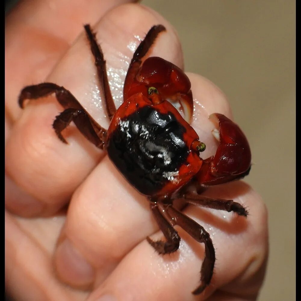 Краб красный паук Metasesarma SP. Metasesarma aubryi. Краб томатный (Metasesarma aubryi). Краб красное яблоко Red Apple Crab - Coenobita perlatus. Краб дьявол