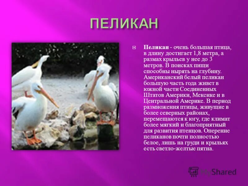 на каком материке живут бронено. отряд веслоногие пеликанообразные.