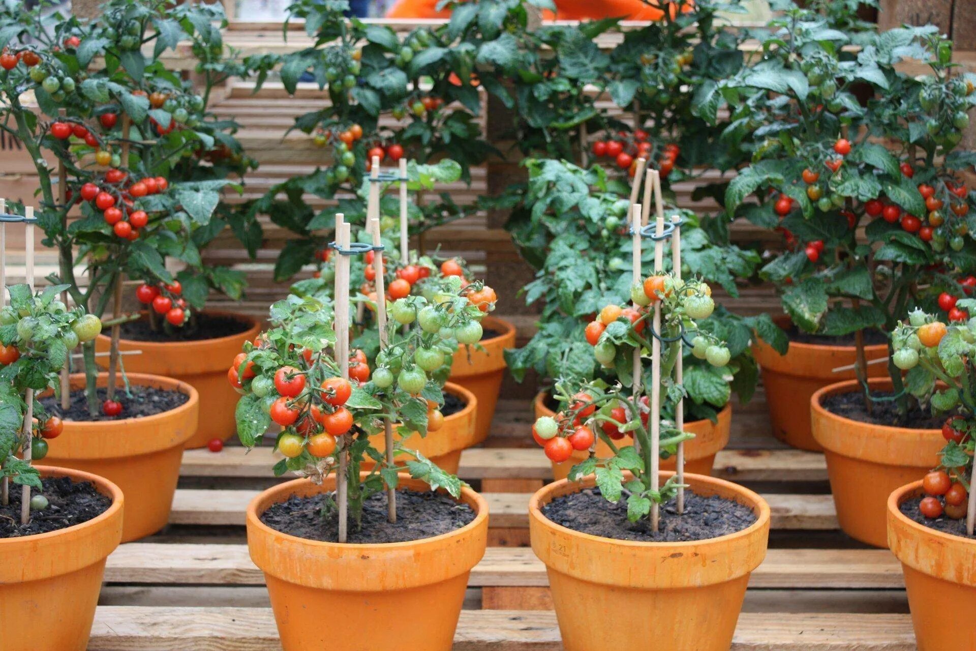 Выращивание помидоров в горшках
