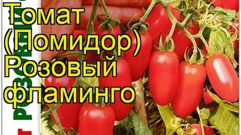 Фламинго помидоры описание сорта фото отзывы садоводов
