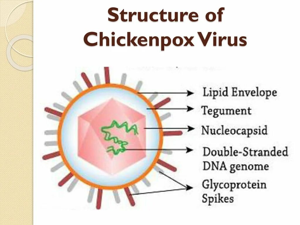 Вирус url. Ветряная оспа строение вируса. Ветряная оспа вирус герпеса 3 типа. Структура вируса герпеса. Вирус герпеса строение вируса.