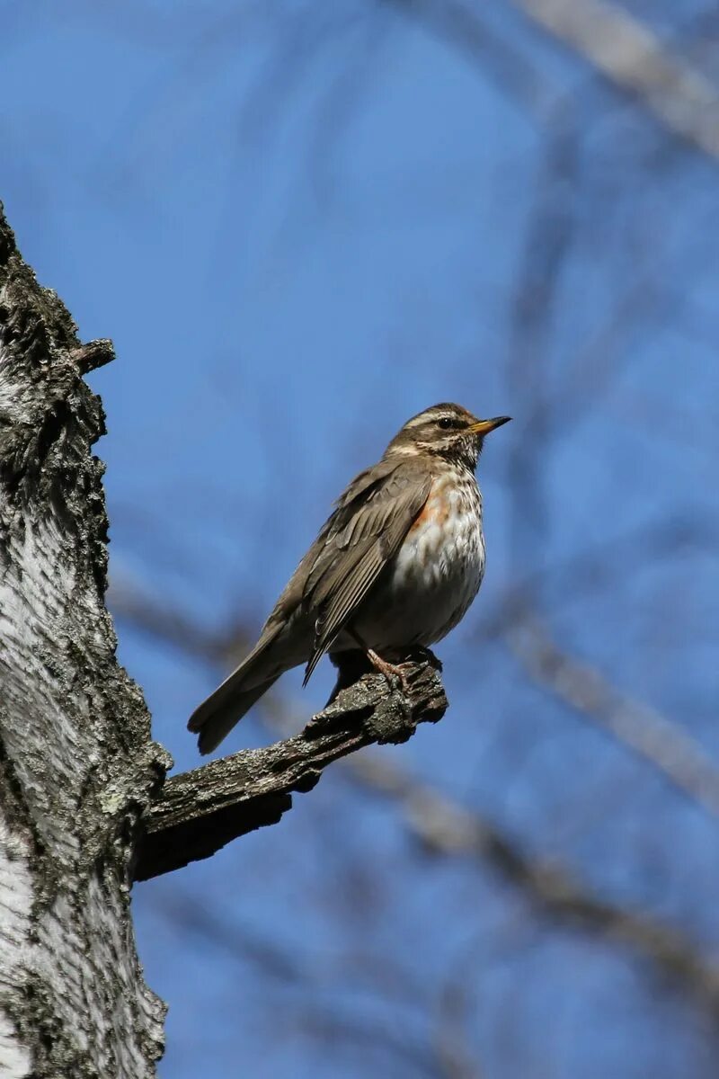 Белобровик. Белобровик птица. Turdus iliacus. Дрозд-белобровик фото.