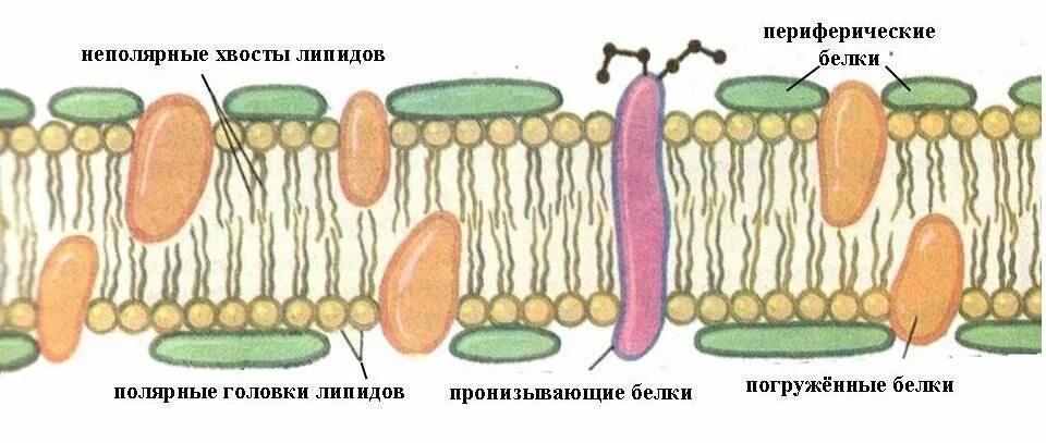 Мембрана рисунок. Плазматическая мембрана растений. Клеточная плазматическая мембрана. Рисунок плазматической мембраны клетки. Плазматическая мембрана строение рисунок.