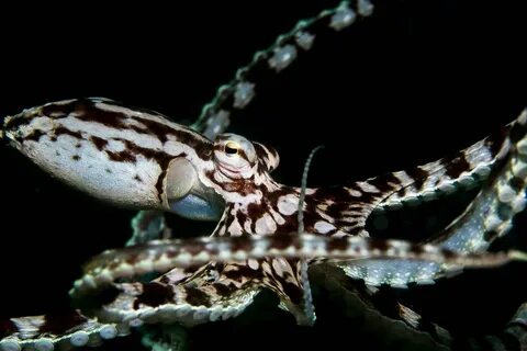 It s the first time octopus