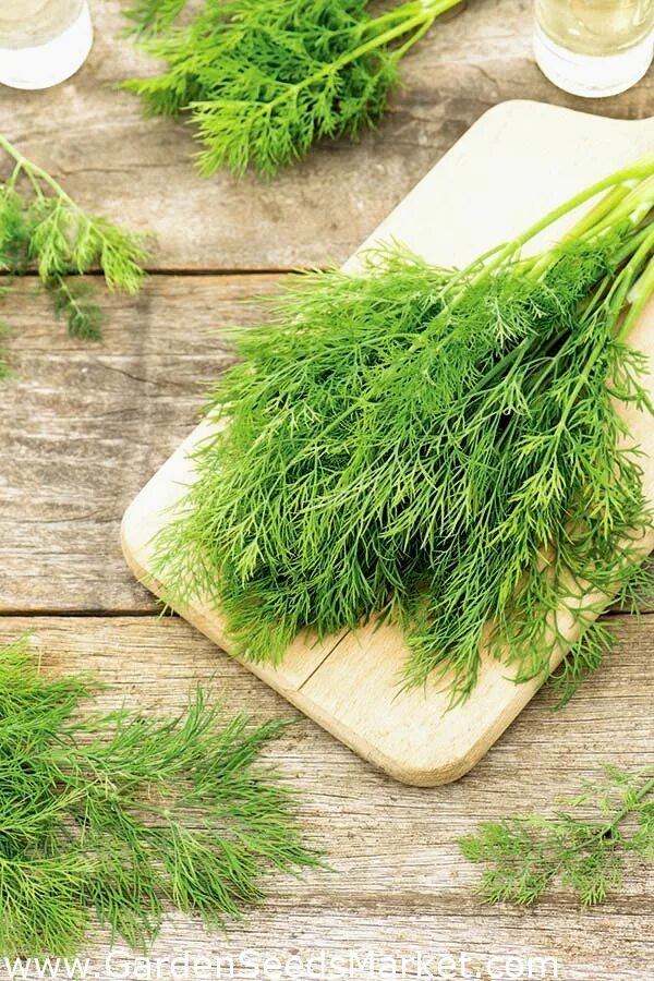 Укроп сочетается. Базилик тимьян розмарин. Тимьян розмарин укроп шалфей. Семена розмарина и тимьяна. Свежая зелень.