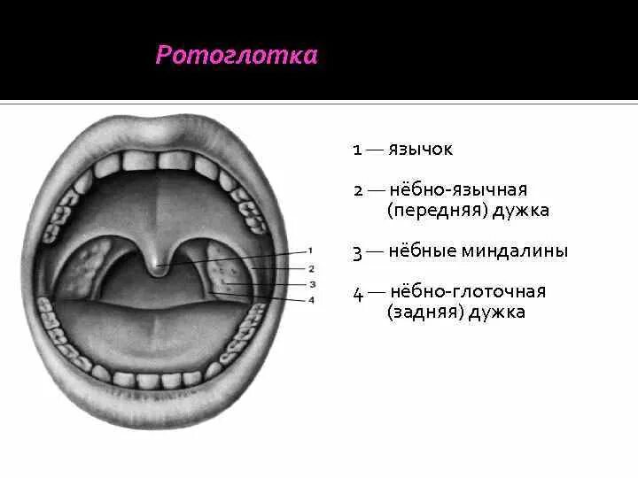 Асимметрия зева. Небно язычная дужка небно глоточная дужка. анатомия зева строение небных миндалин. трубная миндалина анатомия.