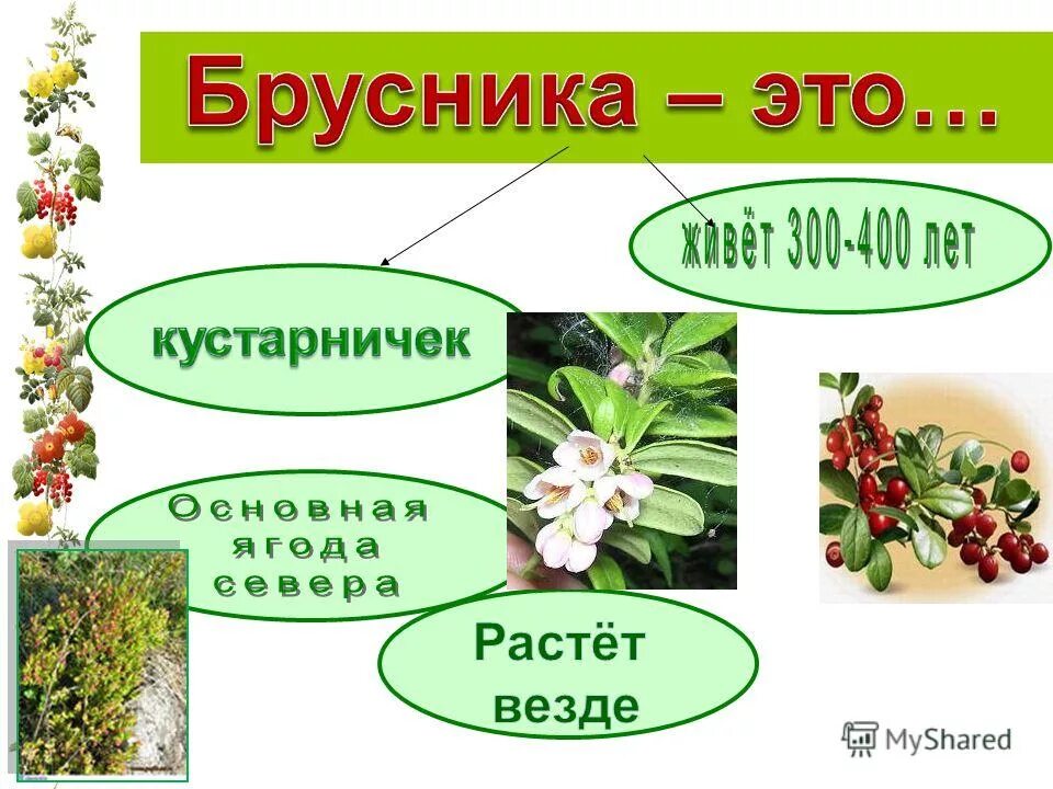 везде растут