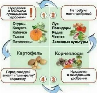 Чеснок после помидор можно сажать