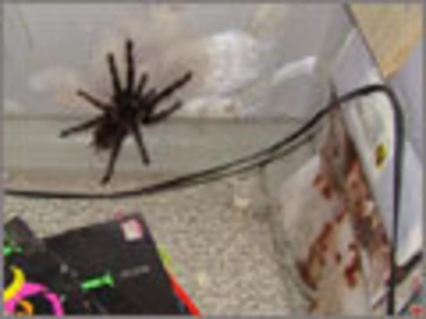 Пустынный паук сольпуга. Паук сбежал. Надутый квартирный паук. Паук бежит. Куда убегают пауки.