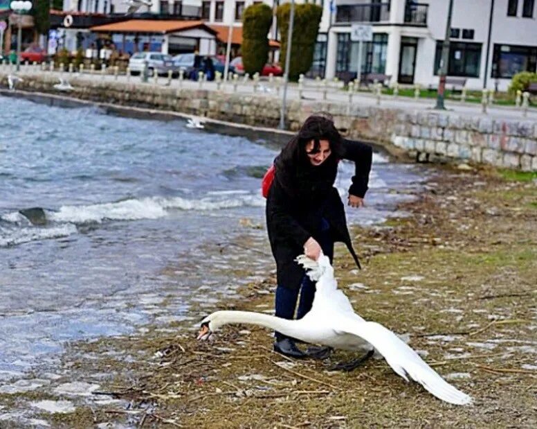 Не убивайте лебедей