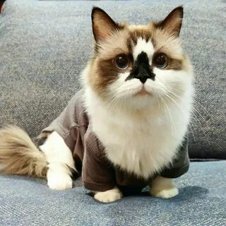 Манчкин коте