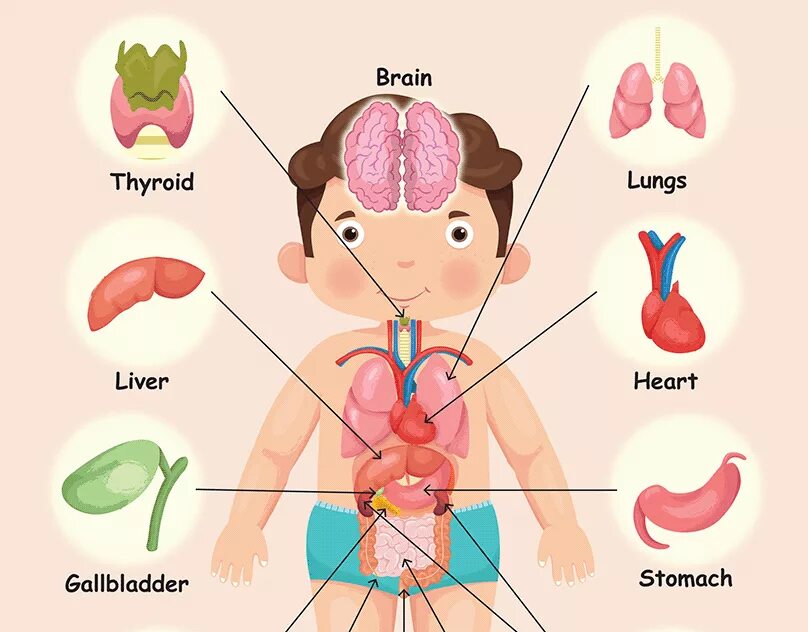 Human organs. Органы человека для детей. Внутренние органы человека. Тело человека внутренние органы для детей. Внутренние органы для дошкольников.