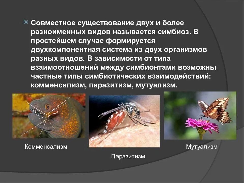 Совместное существование организмов. Совместное существование организмов