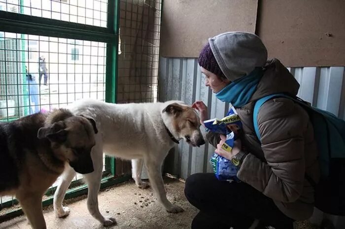 Приют для безнадзорных животных «Печатники». Приют для бездомных собак в Москве. Приют для бездомных собак в СПБ. Приют Азира Набережные Челны. Приют для собак спб щенки