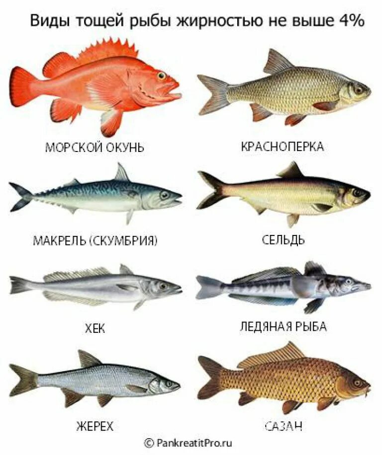 Какая рыба при поджелудочной. Виды рыб. Рыбы список. Морская рыба названия. Речные рыбы названия.