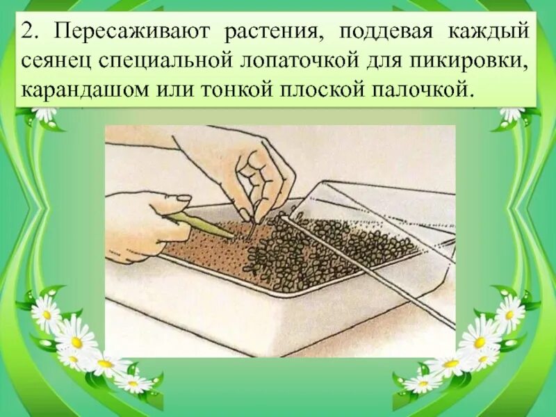 Какой метод позволил ученым установить эффективность пикировки. Пикировка рассады рассады. Пикировка цветочной рассады. Пикировка растений схема. Пикировка рассады цветочно-декоративных культур..