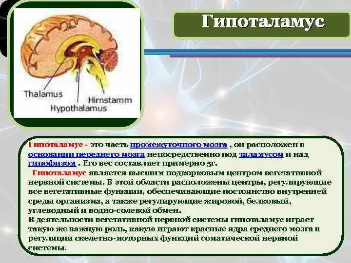 Промежуточный мозг таламус гипоталамус строение и функции. Функции таламуса промежуточного мозга. Функции гипоталамуса головного мозга. Участие в регуляции функций промежуточный мозг гипоталамус. Что такое таламус
