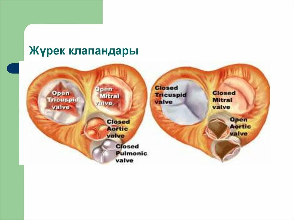 Журек. Журек история происхождения. Журек для детей. Аурмацде журек натрусмом.