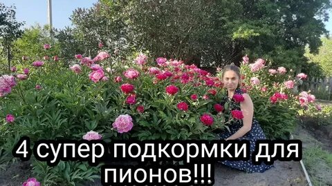 Можно ли подкормить пионы аммиачной селитрой
