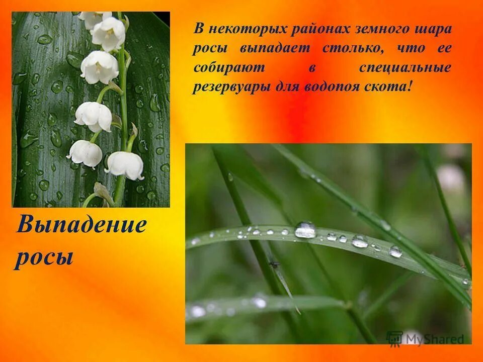 роса, дождь, град – это________________________________________. роса образуется. как образуется роса схема. выпадение росы. выпадение росы.
