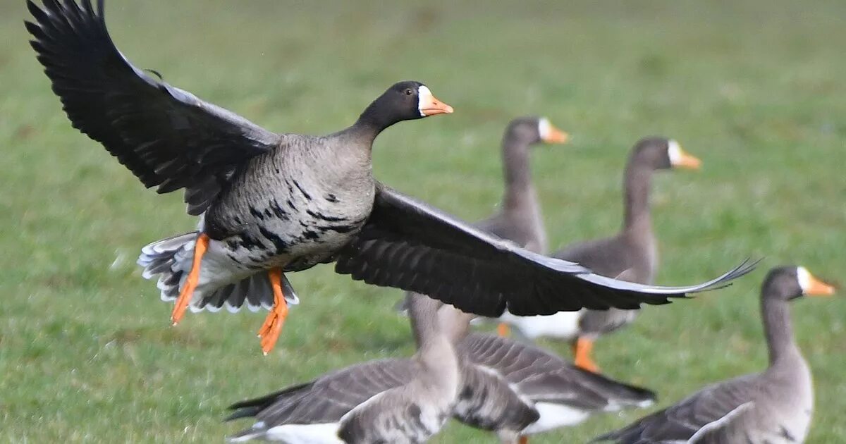 Oie rieuse (Groenland) / Greater White-fronted Goose a photo on Flickriver Goo