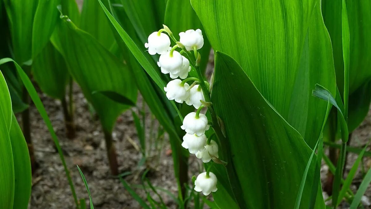ландыши "первоцветы". первый лан. первый лан. первый лан. первый лан.