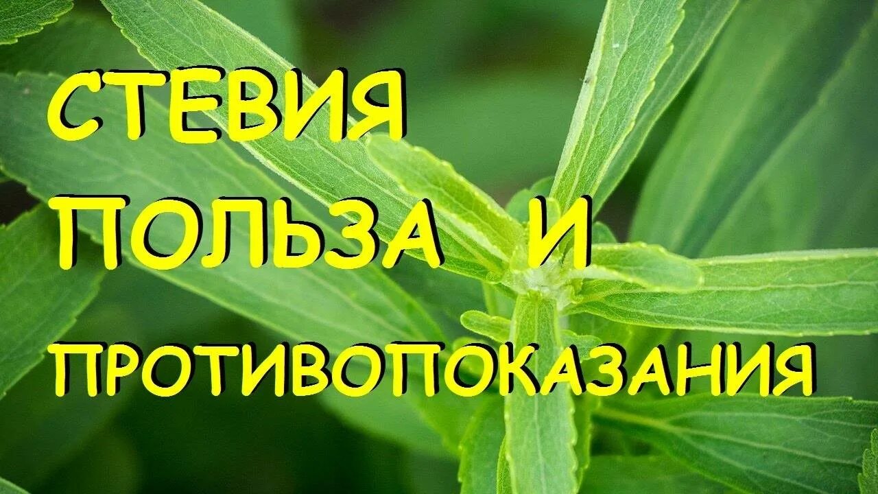 Стевия цветок. Стевия что это такое польза и вред. Трава стевия полезные свойства. Стевия польза.